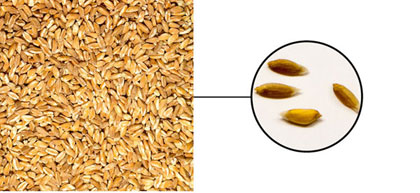 Épeautre triticum dicoccum