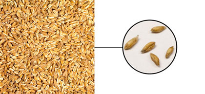 Farro Monococco