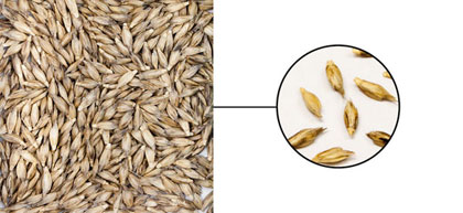 Einkorn wheat