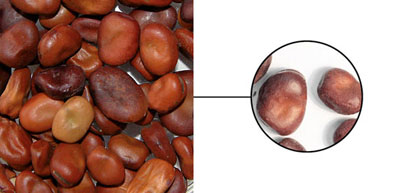 Field beans
