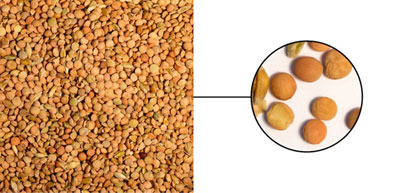 Lentils