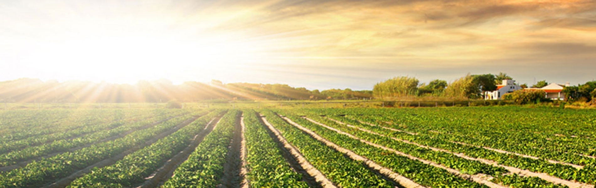 Industrial food farming